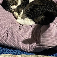 Martha Meow Biscuits joined the competition — help win amazing prizes! cat, tabby, sleeping, cozy, blanket, bedspread, fur, pet, indoor, resting, curled_up, cute, animal, whiskers, paw, relaxed, domestic, soft, nap, feline