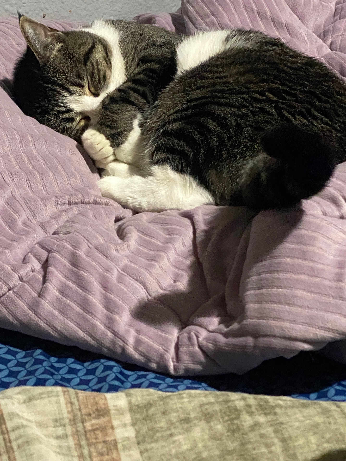 Martha Meow Biscuits joined the competition — help win amazing prizes! cat, tabby, sleeping, cozy, blanket, bedspread, fur, pet, indoor, resting, curled_up, cute, animal, whiskers, paw, relaxed, domestic, soft, nap, feline