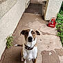 Coco joined the competition — help win amazing prizes! dog, brown_and_white, collar, sitting, porch, concrete, wall, greenery, plants, crate, bottles, coca_cola, outdoor, pet, animal, curious, attentive, nostalgic, daylight, texture
