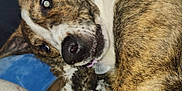 Coco joined the competition — help win amazing prizes! dog, brindle, pet, indoor, playful, paw, fur, animal, canine, motion_blur, blanket, closeup, face, nose, ear, whiskers, collar, expression, looking, resting