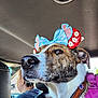 Coco is registered to the contest to win money with this photo: dog, car, bow, headband, brindle, closeup, pet, collar, leash, brown, white, animal, seat, interior, driver, person, window, daylight, calm, cute