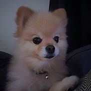 Mochi is registered to the contest to win money with this photo: dog, pomeranian, pet, fluffy, collar, bell, indoor, closeup, cute, animal, fur, portrait, canine, small_dog, companion, domestic_animal, looking_away, soft_lighting, cozy, relaxed