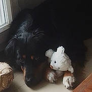 Tanos participe au concours pour gagner de l'argent avec cette photo : dog, black_dog, plush_toy, stuffed_animal, window, floor, indoor, pet, animal, cuddling, lying_down, soft_light, cozy, cute, companion, quiet, resting, paws, fur, home