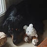 dog, black_dog, plush_toy, stuffed_animal, window, floor, indoor, pet, animal, cuddling, lying_down, soft_light, cozy, cute, companion, quiet, resting, paws, fur, home