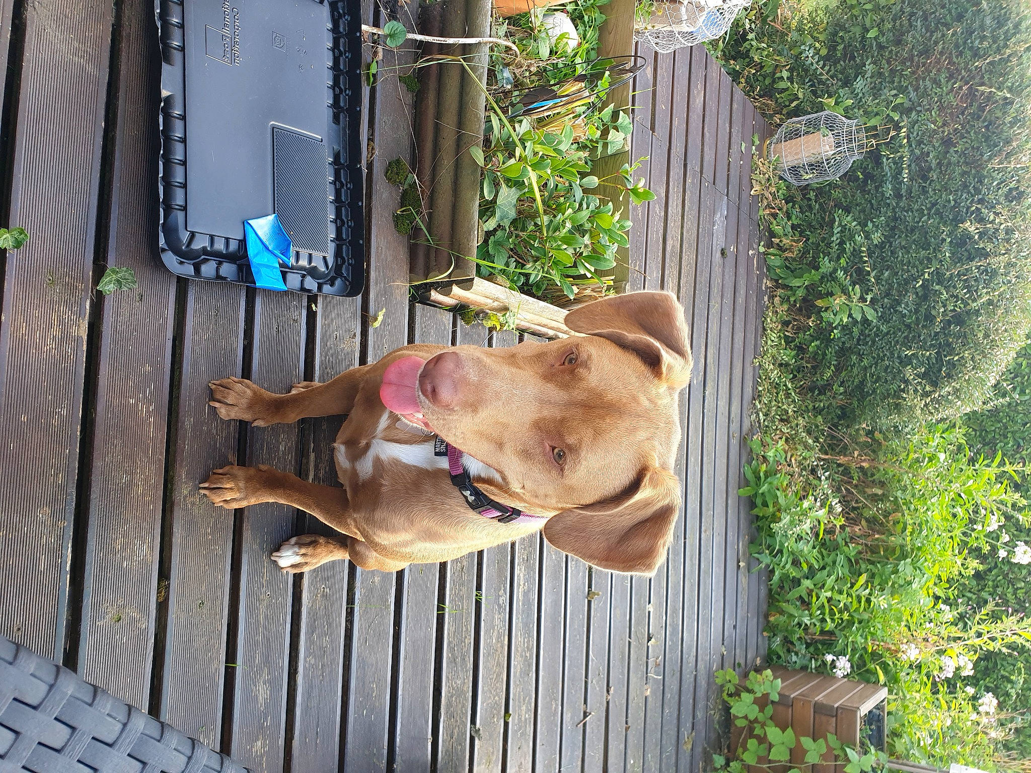 Abby participe au concours pour gagner de l'argent avec cette photo : canidae, carnivore, collar, companion_dog, dog, dog_breed, dog_supply, fawn, liver, non_sporting_group, pet_supply, plant, snout, sporting_group, tail, wood, working_animal