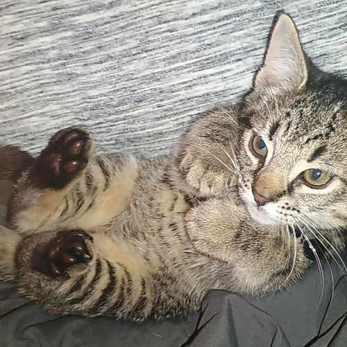 Hughie is registered to the contest to win money with this photo: cat, kitten, tabby, pet, animal, feline, cute, lying_down, paws, whiskers, ears, fur, domestic_animal, resting, indoor, collar, striped, young, comfort, curious