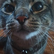 Hughie joined the competition — help win amazing prizes! cat, tabby, close_up, whiskers, nose, pet, animal, indoor, curious, feline, eyes, collar, focus, portrait, muzzle, fur, ears, face, domestic_cat, cute