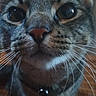cat, tabby, close_up, whiskers, nose, pet, animal, indoor, curious, feline, eyes, collar, focus, portrait, muzzle, fur, ears, face, domestic_cat, cute