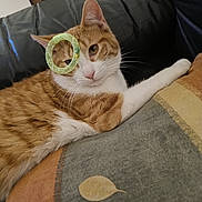 Atoll a rejoint le concours — aidez-le/la à gagner de superbes lots ! cat, orange_cat, white_cat, pet, animal, portrait, close_up, indoors, couch, blanket, patterned_blanket, relaxed, lying_down, green_accessory, glitter, ring, whiskers, ears, eyes, cozy