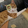 cat, orange_cat, white_cat, pet, animal, portrait, close_up, indoors, couch, blanket, patterned_blanket, relaxed, lying_down, green_accessory, glitter, ring, whiskers, ears, eyes, cozy