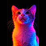 Plume a rejoint le concours — aidez-le/la à gagner de superbes lots ! cat, feline, portrait, close_up, neon_lighting, colorful, rainbow, vibrant, glowing, whiskers, ears, eyes, fur, fluffy, indoor, black_background, studio, dramatic_lighting, symmetrical, animal