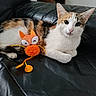cat, calico_cat, pet, animal, feline, lying_down, couch, leather, black_couch, toy_mouse, orange_toy, stuffed_toy, indoors, home, closeup, portrait, whiskers, ears, fur, relaxed