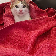 Plume a rejoint le concours — aidez-le/la à gagner de superbes lots ! cat, calico_cat, kitten, pet, animal, feline, face, eyes, ears, whiskers, pink_nose, white_fur, orange_fur, gray_fur, red_towel, blanket, cozy, indoors, portrait, cute