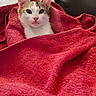 cat, calico_cat, kitten, pet, animal, feline, face, eyes, ears, whiskers, pink_nose, white_fur, orange_fur, gray_fur, red_towel, blanket, cozy, indoors, portrait, cute