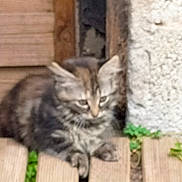 Furi a rejoint le concours — aidez-le/la à gagner de superbes lots ! kitten, cat, fence, wood, concrete_wall, outdoor, animal, tabby, pet, grass, nature, young, small, curious, sitting, blurred, background, feline, domestic, fur