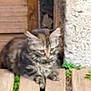 kitten, cat, fence, wood, concrete_wall, outdoor, animal, tabby, pet, grass, nature, young, small, curious, sitting, blurred, background, feline, domestic, fur