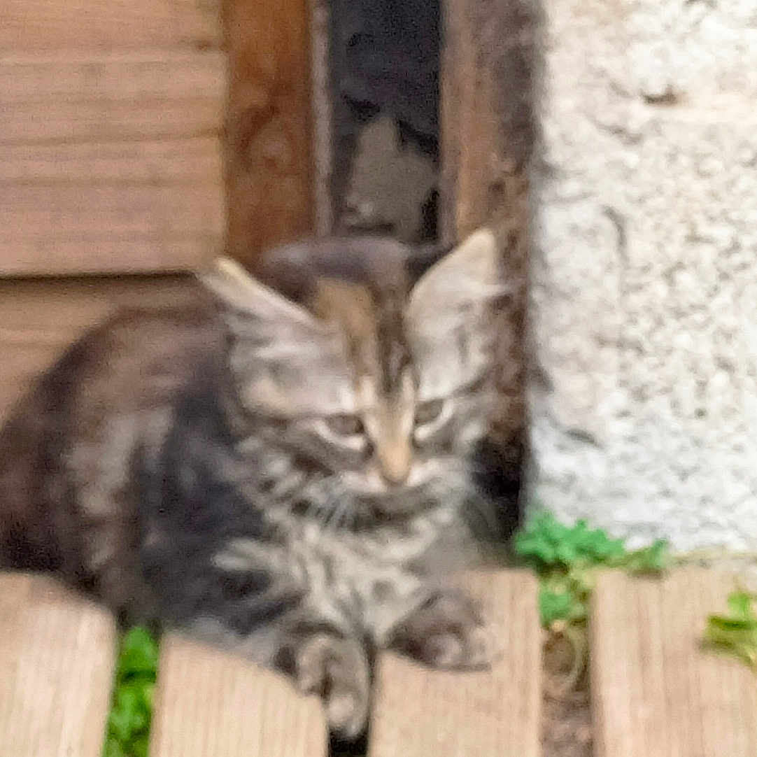 Furi a rejoint le concours — aidez-le/la à gagner de superbes lots ! animal, background, blurred, cat, concrete_wall, curious, domestic, feline, fence, fur, grass, kitten, nature, outdoor, pet, sitting, small, tabby, wood, young
