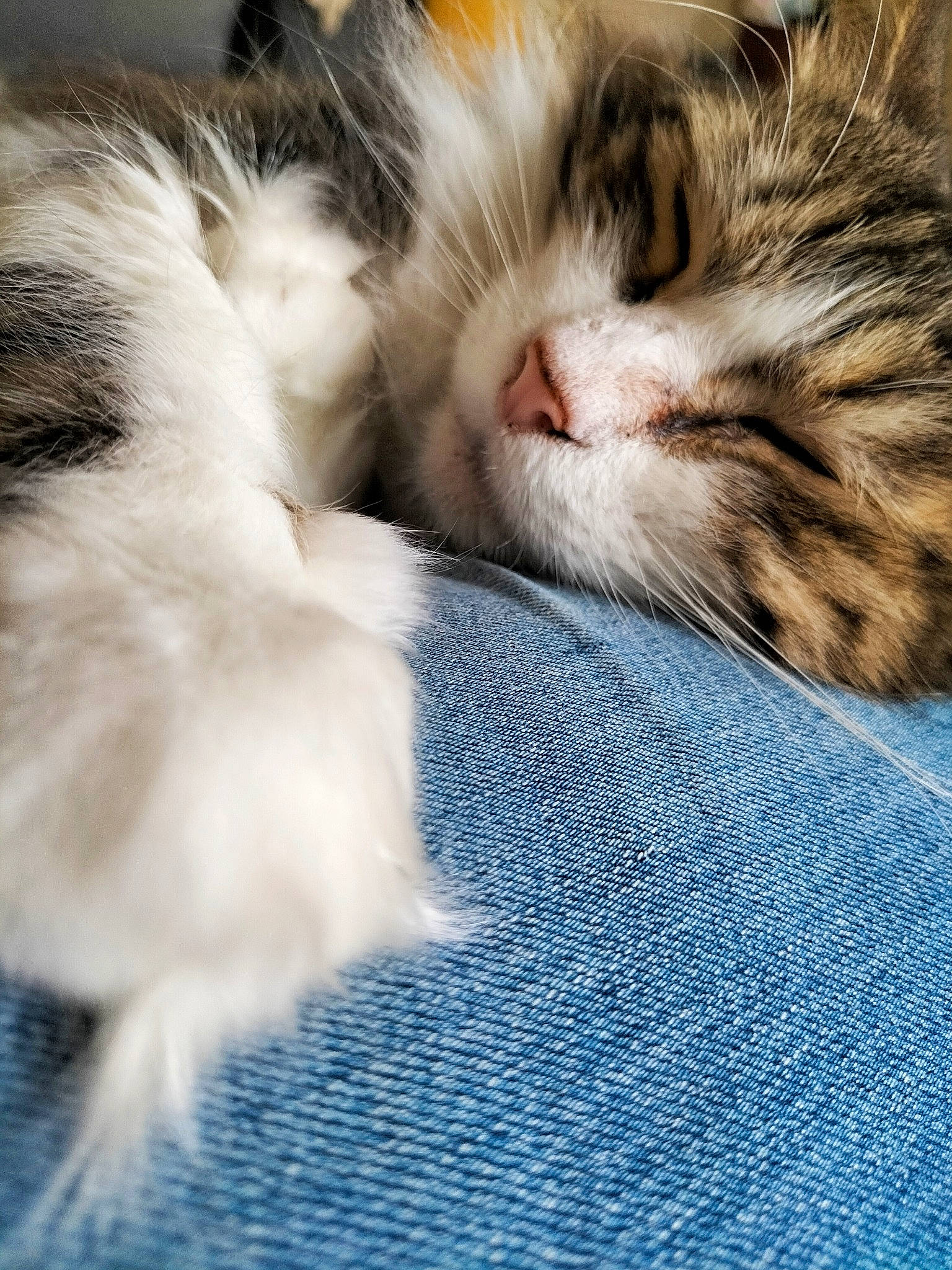 Nuage a rejoint le concours — aidez-le/la à gagner de superbes lots ! carnivore, cat, claw, close_up, comfort, domestic_short_haired_cat, electric_blue, fawn, felidae, fur, gesture, nap, paw, sleep, small_to_medium_sized_cats, snout, tail, terrestrial_animal, whiskers