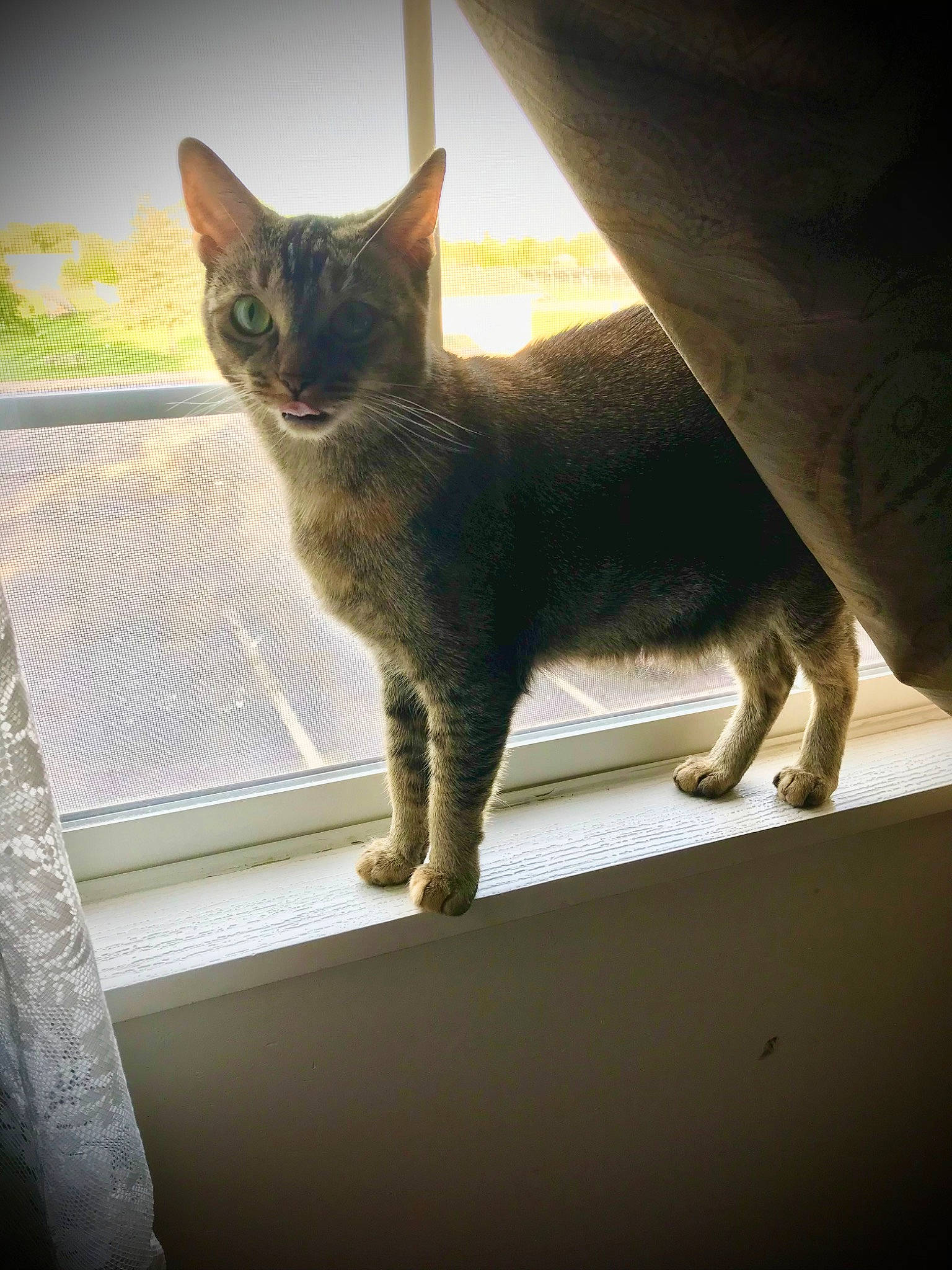 Soda is registered to the contest to win money with this photo: carnivore, cat, domestic_short_haired_cat, fawn, felidae, fur, glass, grass, plant, shadow, small_to_medium_sized_cats, snout, tail, terrestrial_animal, tints_and_shades, tree, whiskers, wildlife, window, wood