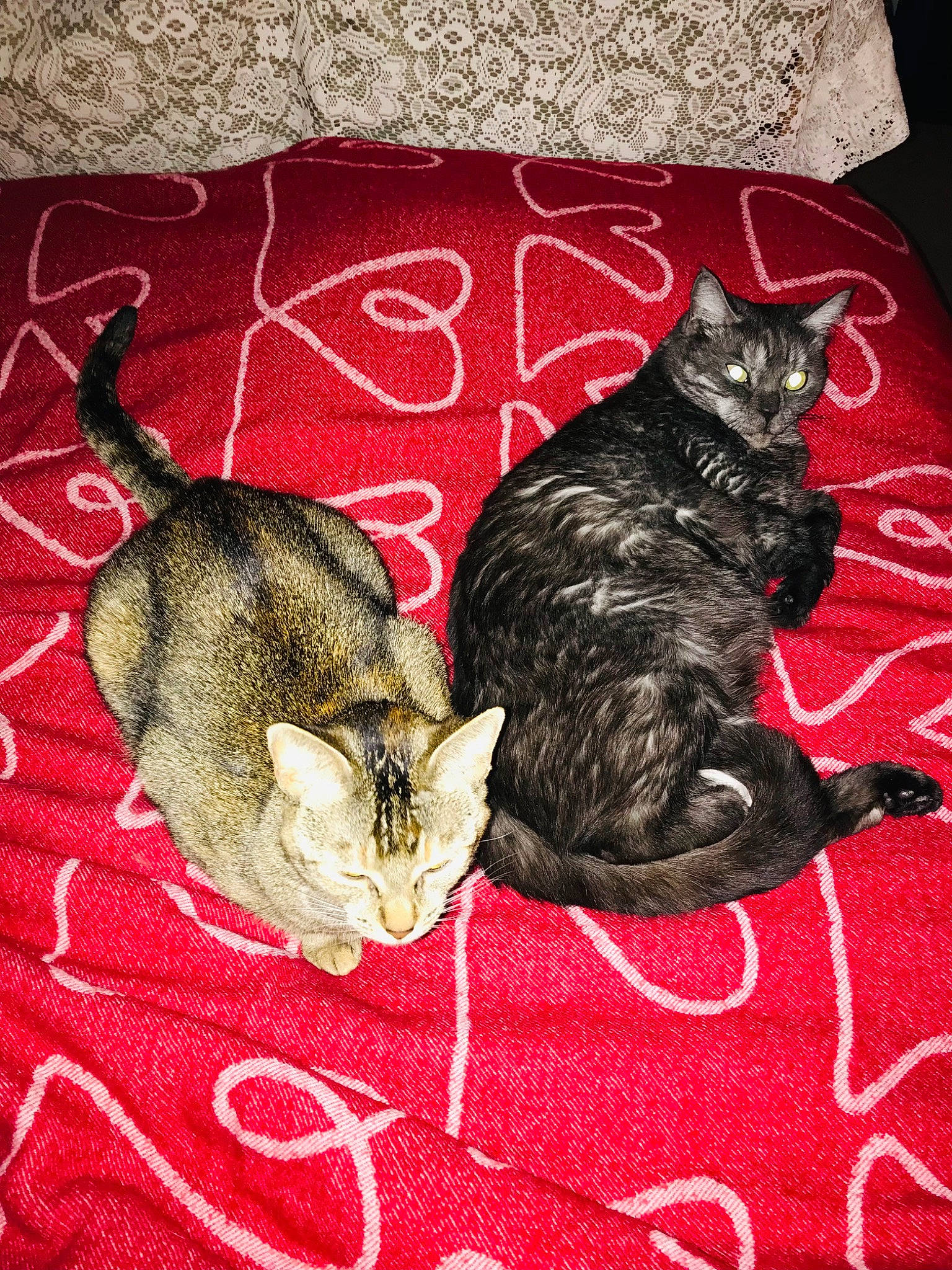 Soda joined the competition — help win amazing prizes! art, black_cat, carnivore, cat, cat_supply, claw, domestic_short_haired_cat, felidae, fur, pattern, paw, photo_caption, small_to_medium_sized_cats, snout, tail, terrestrial_animal, vertebrate, whiskers