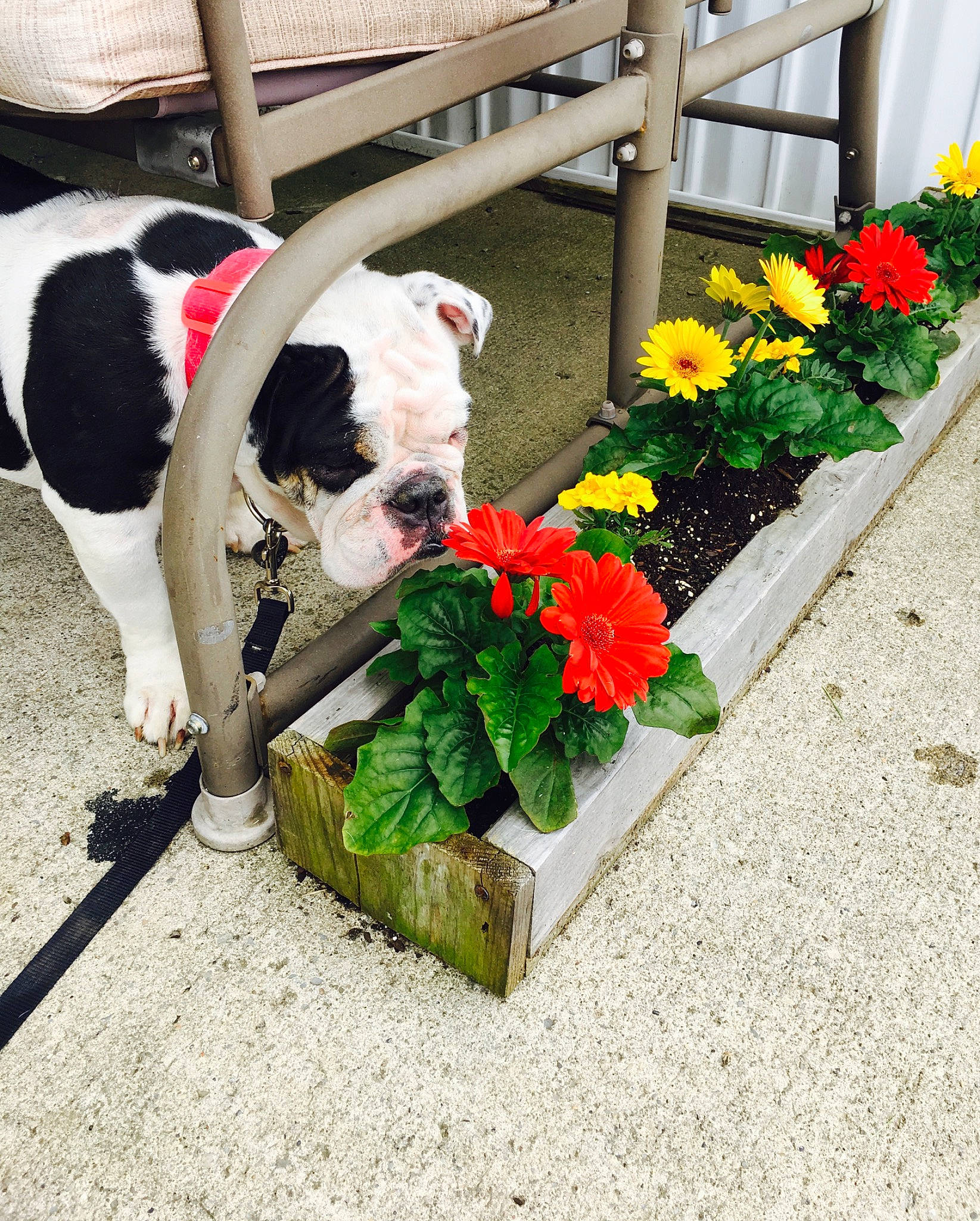 Lulu is registered to the contest to win money with this photo: annual_plant, carnivore, collar, companion_dog, cut_flowers, dog, dog_breed, dog_collar, dog_supply, flower, flower_arranging, grass, leash, petal, plant, porch, sidewalk, sporting_group, tail, working_animal