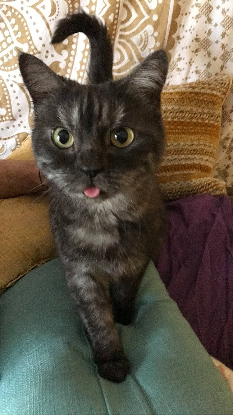 Luna joined the competition — help win amazing prizes! black_cat, carnivore, cat, cat_supply, claw, comfort, domestic_short_haired_cat, felidae, fur, small_to_medium_sized_cats, snout, tail, whiskers