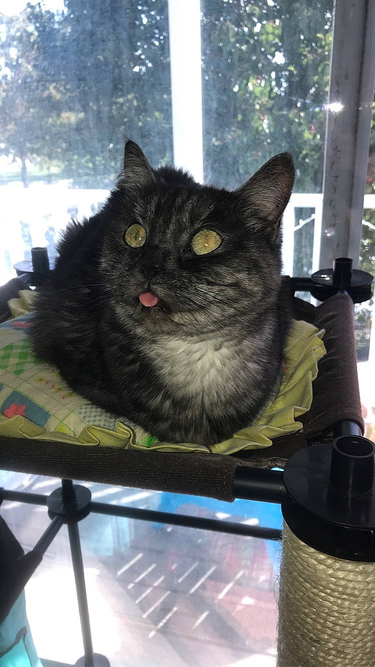 Luna is registered to the contest to win money with this photo: automotive_tire, black_cat, box, carnivore, cat, domestic_short_haired_cat, felidae, fur, grey, mammal, sitting, small_to_medium_sized_cats, snout, tail, terrestrial_animal, tree, whiskers, window, windshield, wood