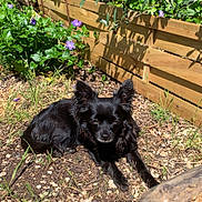 Urya a rejoint le concours — aidez-le/la à gagner de superbes lots ! dog, black_dog, garden, flowers, purple_flowers, wooden_fence, sunlight, outdoor, grass, plants, shadows, nature, pet, small_dog, fur, relaxing, ground, daylight, greenery, bark