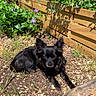 dog, black_dog, garden, flowers, purple_flowers, wooden_fence, sunlight, outdoor, grass, plants, shadows, nature, pet, small_dog, fur, relaxing, ground, daylight, greenery, bark