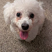 Pepito joined the competition — help win amazing prizes! adorable, animal, carpet, close_up, companion, cute, dog, domestic, fluffy, friendly, fur, happy, indoor, looking_up, mammal, pet, playful, small_dog, tongue_out, white