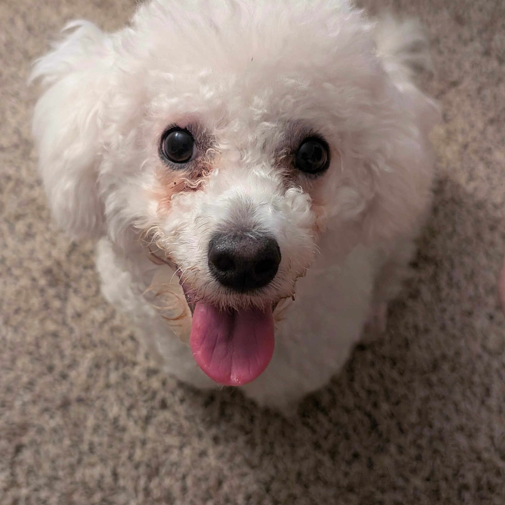 Pepito