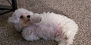 Pepito is registered to the contest to win money with this photo: animal, bison, canine, cockerspaniel, dog, eskimodog, leash, person, pet, poodle, puppy, sleeping, terrier, white, whitedog