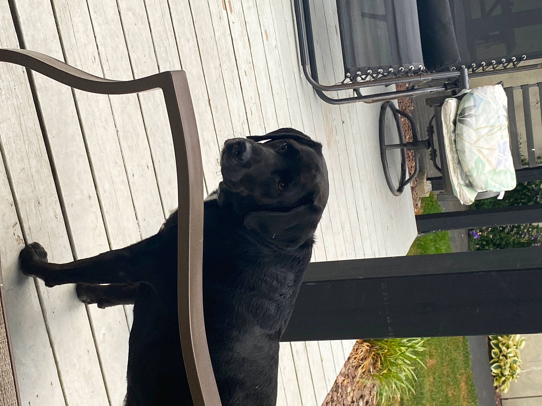 Doza joined the competition — help win amazing prizes! automotive_lighting, carnivore, dog, dog_breed, door, felidae, line, mammal, plant, sculpture, small_to_medium_sized_cats, sunglasses, tail, tints_and_shades, tree, vehicle_door, vertebrate, whiskers, window, wood