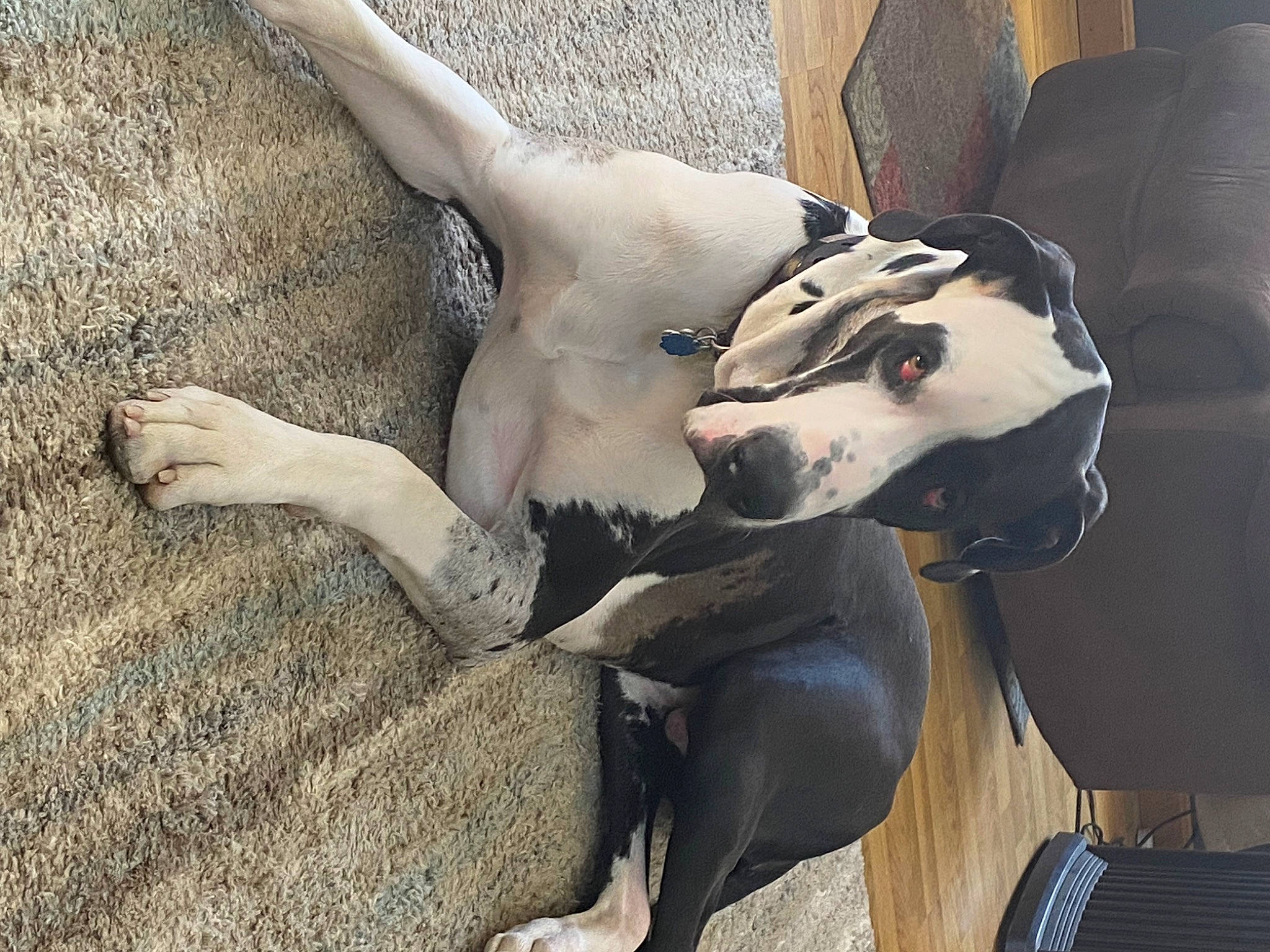 Niko joined the competition — help win amazing prizes! art, carnivore, chest, classical_sculpture, companion_dog, dog, dog_breed, eye, fawn, fictional_character, head, human_body, human_leg, jaw, metal, monument, sculpture, statue, trunk, working_animal