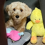 Bella is registered to the contest to win money with this photo: dog, plush_toy, yellow_duck, gray_mat, wooden_floor, indoor, pet, stuffed_animal, cozy, brown_fur, cute, toy, animal, flooring, home, relaxed, small_dog, fur, lying_down, comfort