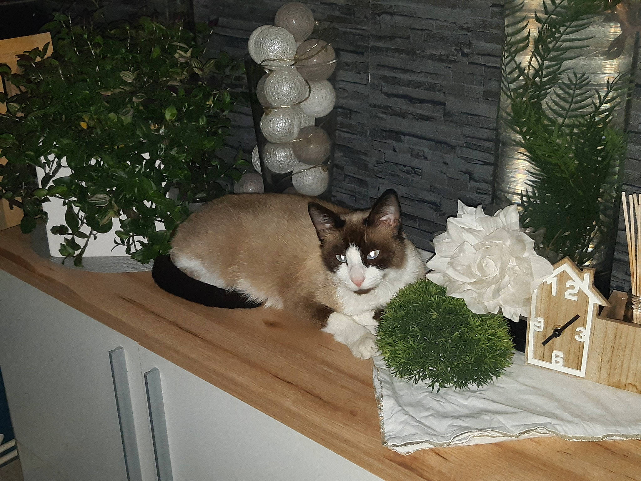 Chamallow a rejoint le concours — aidez-le/la à gagner de superbes lots ! aegean_cat, carnivore, cat, domestic_short_haired_cat, european_shorthair, fawn, felidae, hardwood, plant, ragamuffin, small_to_medium_sized_cats, snowshoe, table, whiskers, window, wood