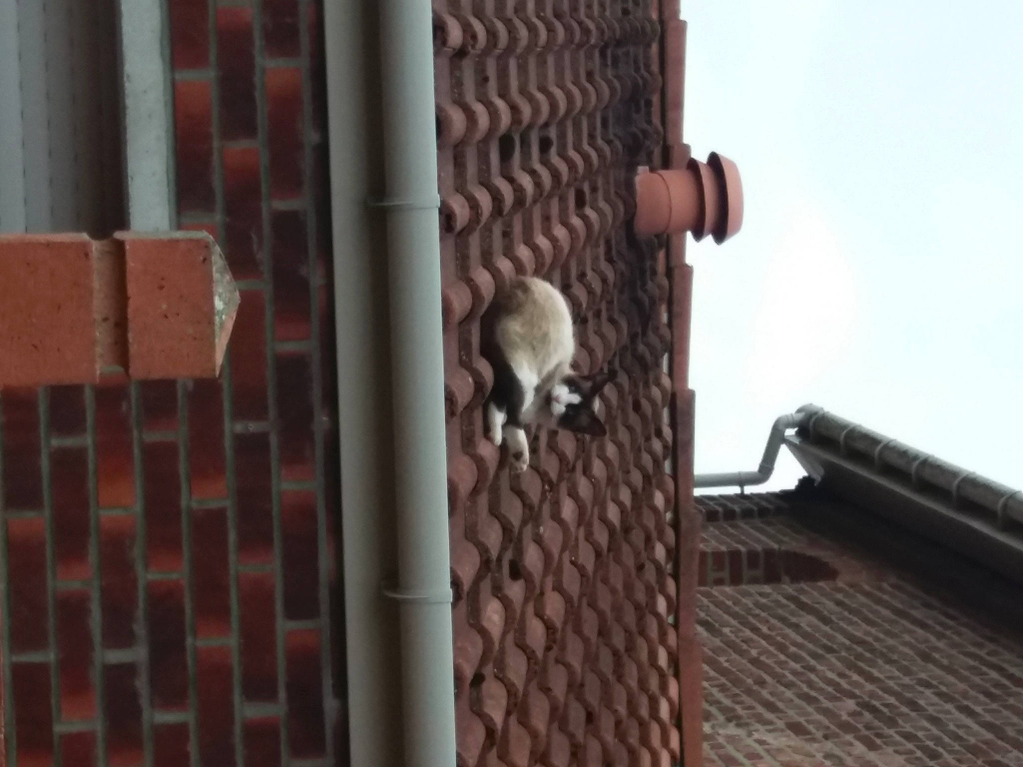 Chamallow a rejoint le concours — aidez-le/la à gagner de superbes lots ! animal_shelter, architecture, brick, brickwork, hardwood, iron, metal, pattern, wall, window, wood