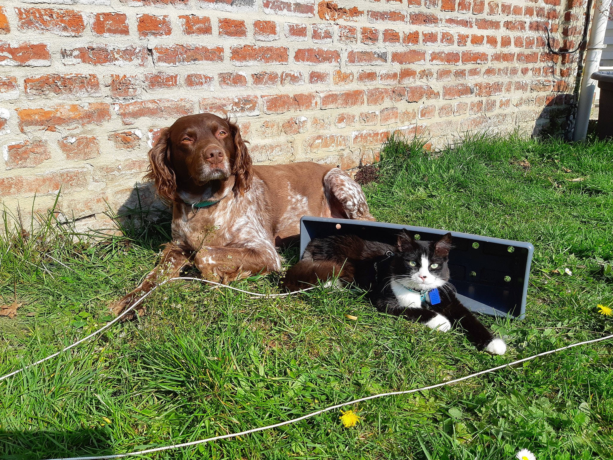 Gohan a rejoint le concours — aidez-le/la à gagner de superbes lots ! boykin_spaniel, canidae, carnivore, cocker_spaniel, dog, dog_breed, english_cocker_spaniel, french_spaniel, german_longhaired_pointer, german_spaniel, grass, hunting_dog, large_munsterlander, mammal, picardy_spaniel, pointing_breed, russian_spaniel, small_munsterlander, spaniel, sporting_group