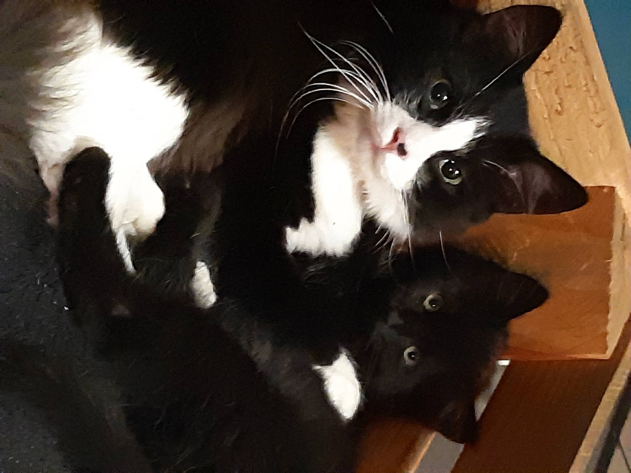 Gohan participe au concours pour gagner de l'argent avec cette photo : black_and_white, black_cat, carnivore, cat, claw, domestic_long_haired_cat, domestic_short_haired_cat, ear, felidae, fur, kitten, mammal, polydactyl_cat, small_to_medium_sized_cats, snout, tail, whiskers