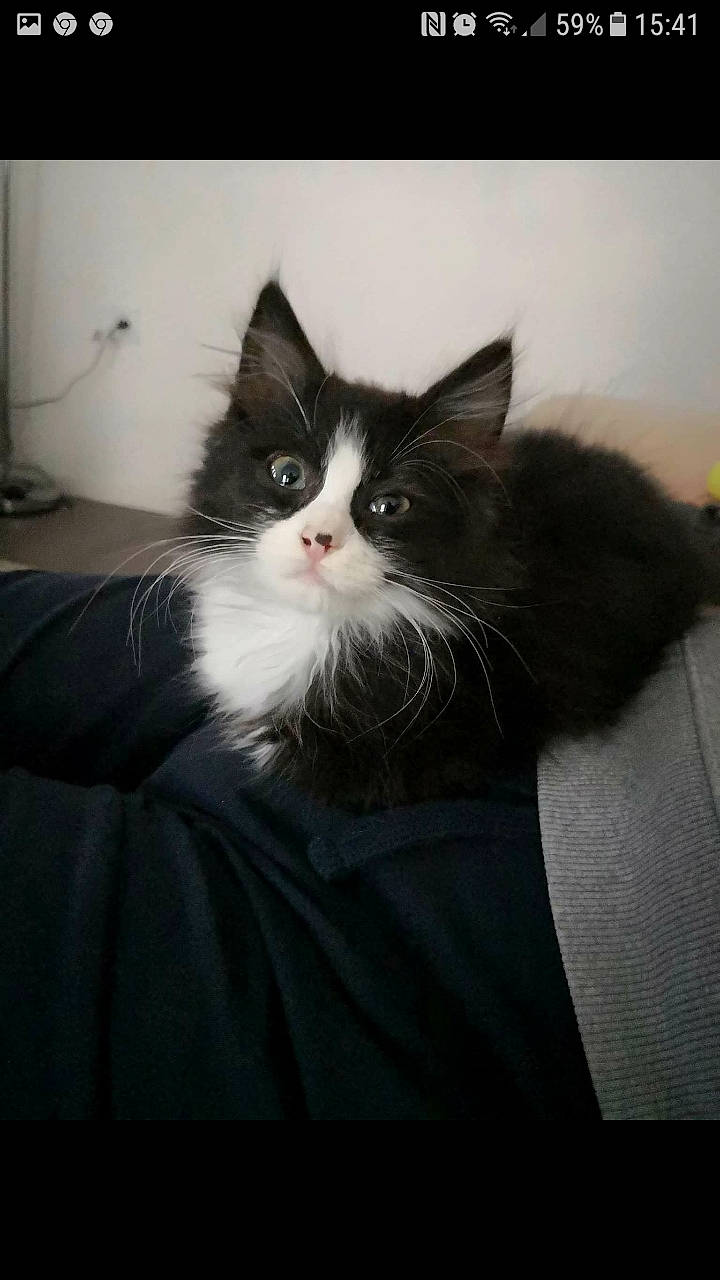 Gohan a rejoint le concours — aidez-le/la à gagner de superbes lots ! black_and_white, british_semi_longhair, carnivore, cat, domestic_long_haired_cat, felidae, fur, kitten, mammal, norwegian_forest_cat, ragamuffin, small_to_medium_sized_cats, snapshot, snout, vertebrate, whiskers