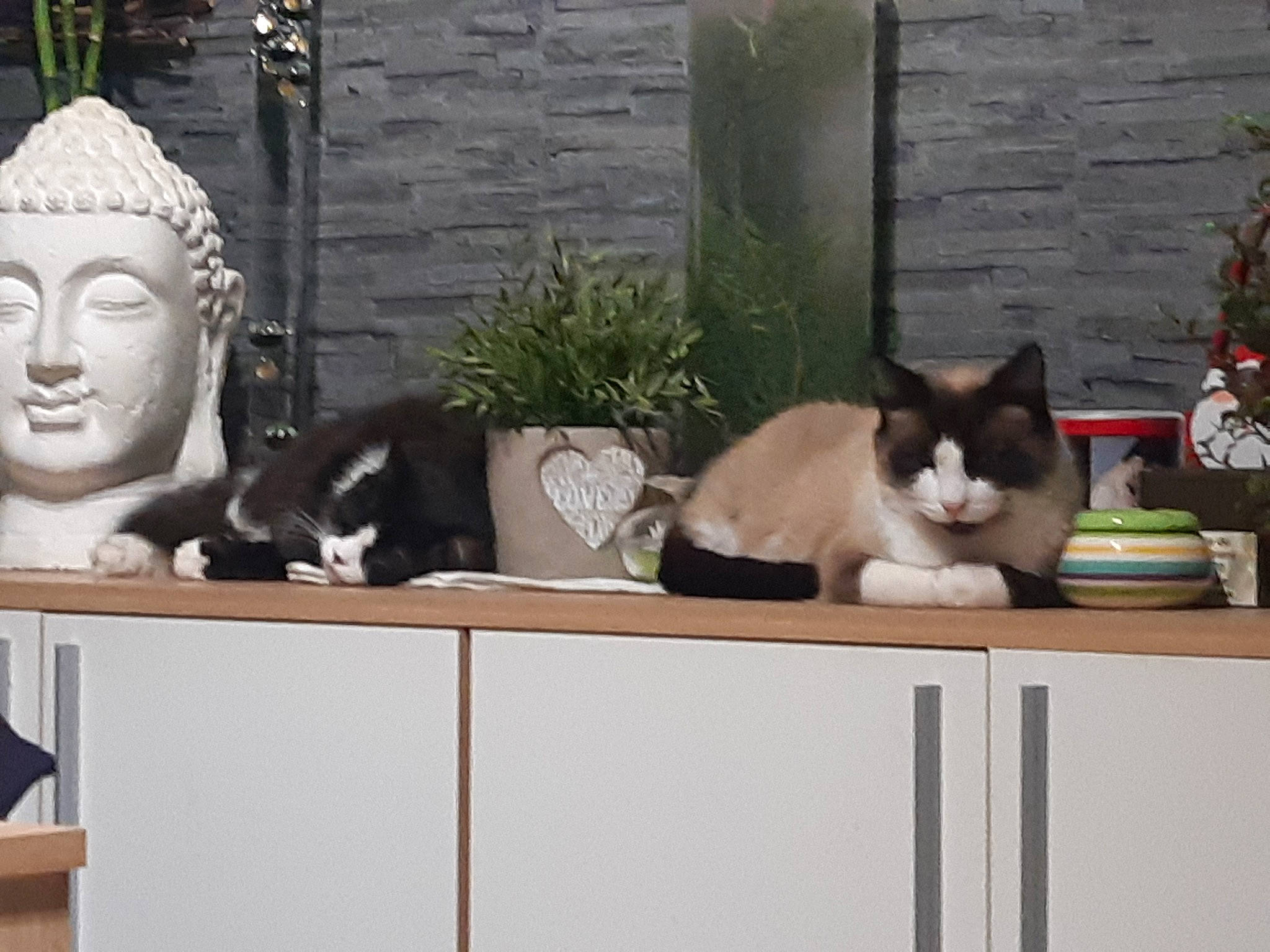 Gohan a rejoint le concours — aidez-le/la à gagner de superbes lots ! carnivore, cat, domestic_short_haired_cat, felidae, furniture, houseplant, interior_design, polydactyl_cat, shelf, small_to_medium_sized_cats, table, whiskers, window