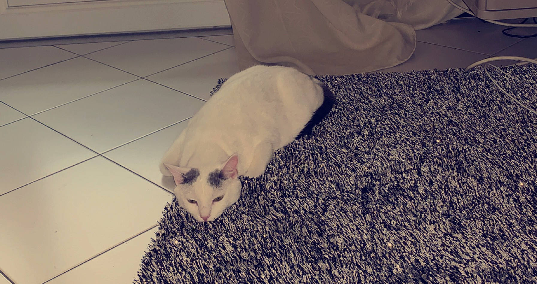 Bamby a rejoint le concours — aidez-le/la à gagner de superbes lots ! carnivore, cat, fawn, felidae, floor, flooring, fur, hardwood, kitten, paw, small_to_medium_sized_cats, tail, whiskers