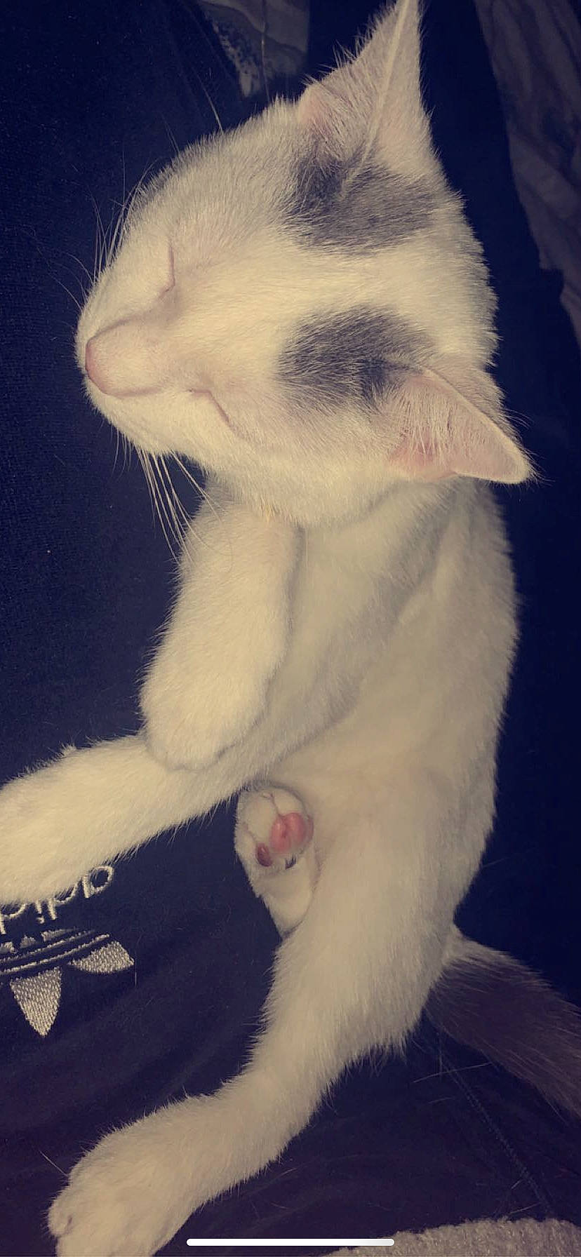 Bamby participe au concours pour gagner de l'argent avec cette photo : asian, carnivore, cat, claw, ear, felidae, fur, japanese_bobtail, javanese, kitten, nose, paw, polydactyl_cat, skin, small_to_medium_sized_cats, snout, tail, turkish_angora, turkish_van, whiskers