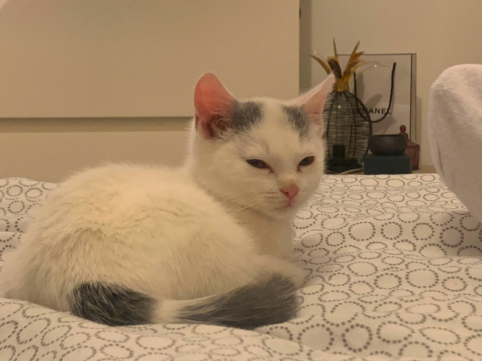 Bamby participe au concours pour gagner de l'argent avec cette photo : aegean_cat, asian, burmilla, carnivore, cat, colorpoint_shorthair, domestic_short_haired_cat, european_shorthair, eye, felidae, fur, khao_manee, kitten, mammal, ojos_azules, small_to_medium_sized_cats, turkish_angora, turkish_van, vertebrate, whiskers