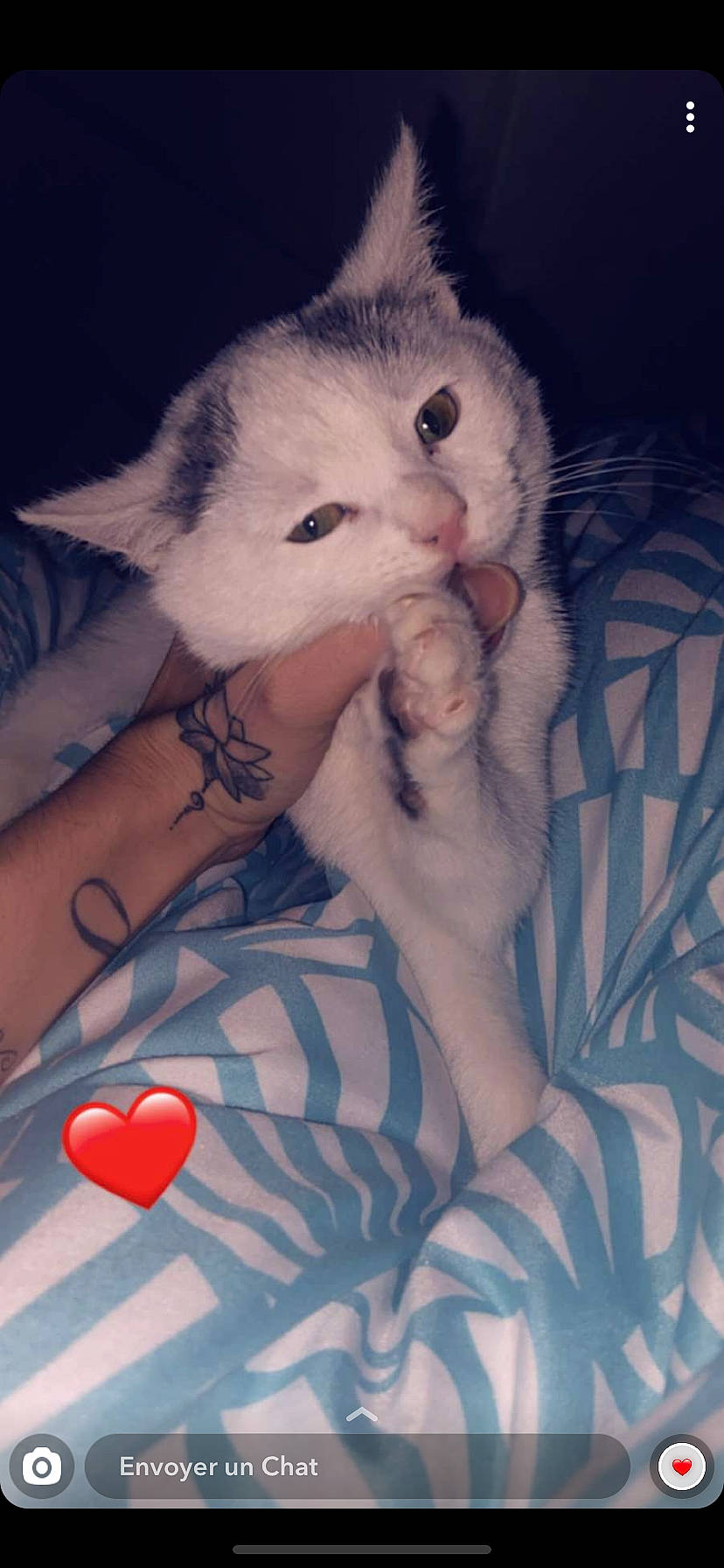 Bamby a rejoint le concours — aidez-le/la à gagner de superbes lots ! asian, carnivore, cat, domestic_short_haired_cat, felidae, flesh, kitten, nose, ojos_azules, paw, polydactyl_cat, skin, small_to_medium_sized_cats, tattoo, turkish_van, whiskers