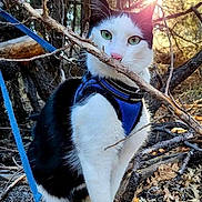 Holly is registered to the contest to win money with this photo: cat, black_and_white, green_eyes, harness, leash, branch, forest, sunlight, outdoor, nature, tree, leaves, animal, pet, curious, fur, whiskers, walking, daylight, adventure