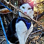 cat, black_and_white, green_eyes, harness, leash, branch, forest, sunlight, outdoor, nature, tree, leaves, animal, pet, curious, fur, whiskers, walking, daylight, adventure
