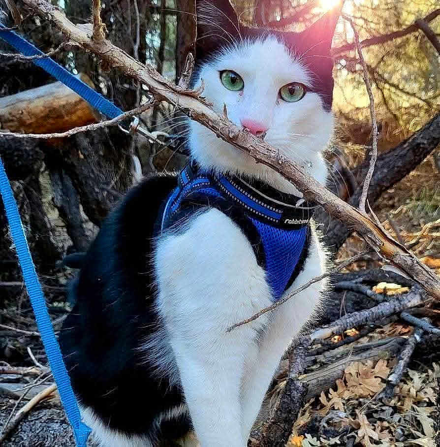 Holly is registered to the contest to win money with this photo: cat, black_and_white, green_eyes, harness, leash, branch, forest, sunlight, outdoor, nature, tree, leaves, animal, pet, curious, fur, whiskers, walking, daylight, adventure