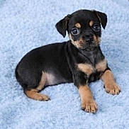 Beau is registered to the contest to win money with this photo: puppy, dog, black_and_tan, lying_down, blue_blanket, cute, small, young, pet, animal, fur, ears, eyes, paw, indoors, soft_texture, resting, looking, adorable, companion