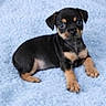 puppy, dog, black_and_tan, lying_down, blue_blanket, cute, small, young, pet, animal, fur, ears, eyes, paw, indoors, soft_texture, resting, looking, adorable, companion